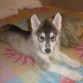 MI BELLO TOBBY 2 MESES